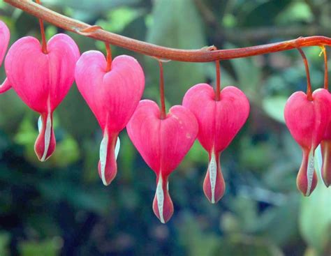 49 Bleeding Heart Wallpaper