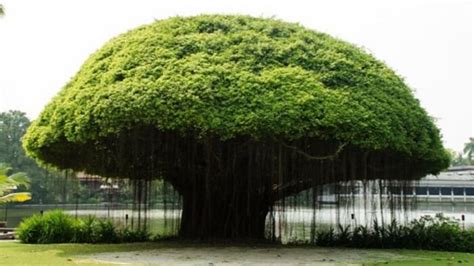 National Tree Of India Banyan Ritiriwaz