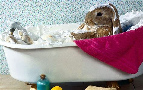 Where can i have dropped them? House Rabbit Grooming 101