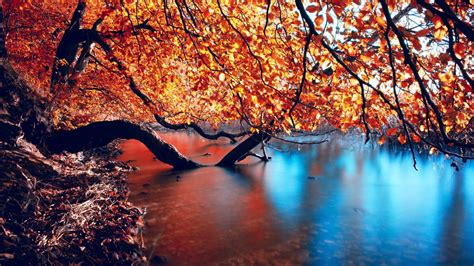 Download Autumn Nature Lake Reflections Submerged Branches Of Trees