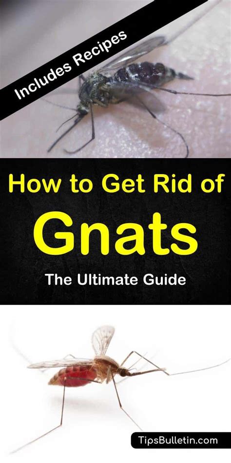 Review Of How To Get Rid Of Gnats Outside References