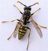 Videos Wasp Images