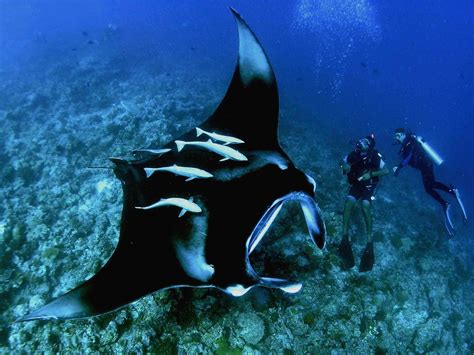 Scuba Diving With A Manta Ray Manta Ray Beautiful Sea Creatures