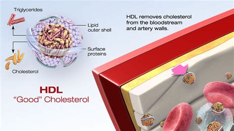 What is HDL Cholesterol? What is Healthy HDL Cholesterol Range?