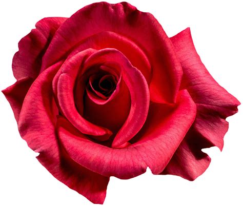 Free Photo Rose Red Blossom Bloom Flower Free Image On Pixabay