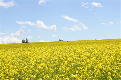 We deliver flowers to weddings. Canola Flower Fields in Takikawa Yellow World Can Be ...