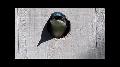 Barn Swallow Nest Box 5 1 17 Youtube