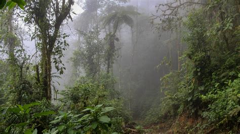 Private Tropical Cloud Forest For A Mountain Getaway