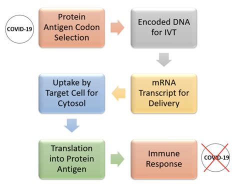 Messenger ribonucleic acid (mrna) vaccines are a novel technology that stimulates the body's own immune response. Spotlight on Speedy COVID-19 mRNA Vaccine Technology ...