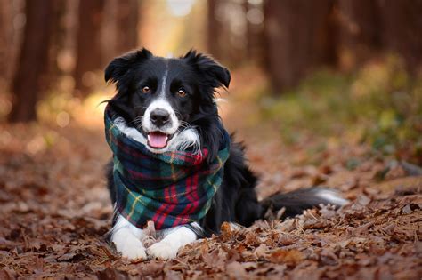 Border Collie Wallpapers Pictures Images
