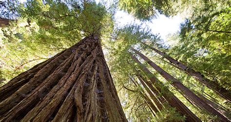 You Can Protect 4 Santa Cruz Mountains Forests Save The Redwoods League