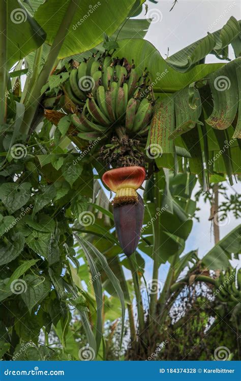 Cluster Of The Future Fruits Of A Banana During Flowering Royalty Free