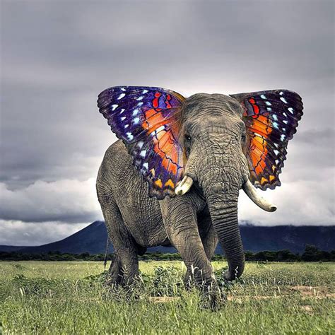 Hybrid Animals - ShareWithUs