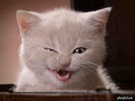 49 Funny Cat Wallpaper