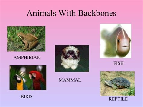 Five Main Groups of Animals With Backbone