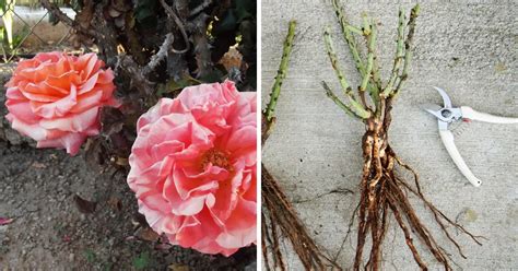 Everything About Rose Bush Root System You Should Know