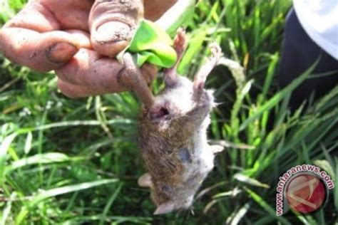Tikus Serang Sawah Antara News Kalimantan Selatan