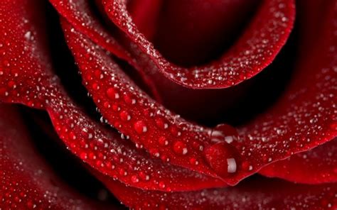 A Beautiful Red Rose Wallpapers Download Full Screen Rose Wallpaper