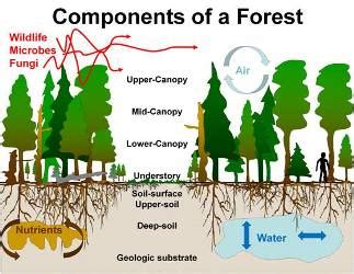 2013, tara morris, canopying in rio. Forest Ecosystems - Climate, Forests and Woodlands