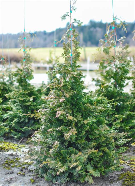 Slender Hinoki False Cypress Plants4home