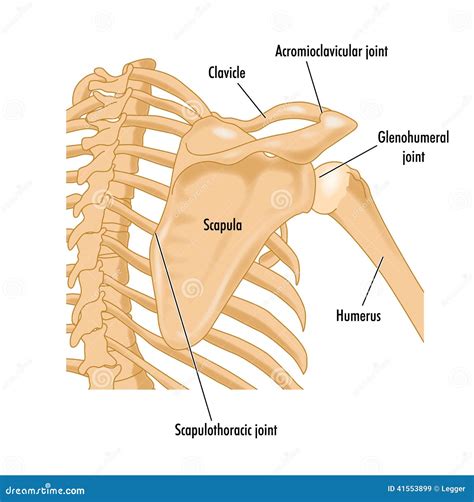 Anatomia Ossos Do Ombro