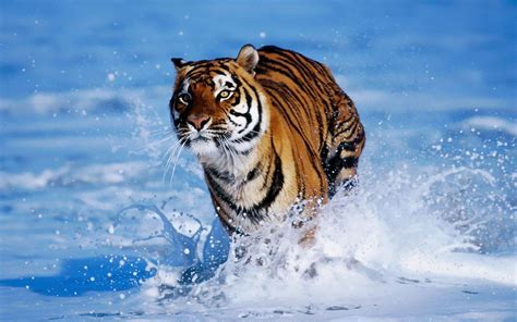 Animals Running Hd Animal Wallpaper Of A Bengal Tiger Running Through