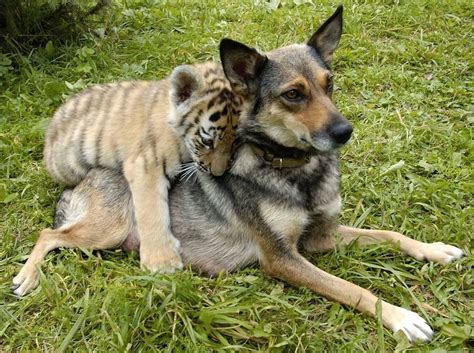 45 Adorable Animal Odd Couples Cute Animals Animals Unlikely Animal