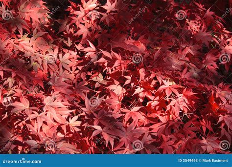 Japanese Maple Leaves Stock Image Image Of Autumn Leaf 3549493
