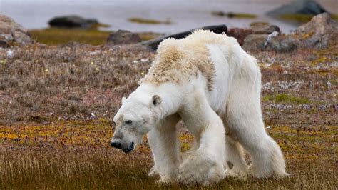 Starving Polar Bear Photographer Recalls What Went Wrong