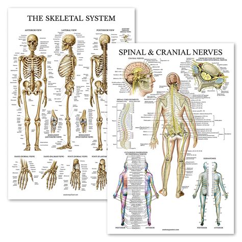 Skelettsystem And Wirbelsäule Nerven Anatomie Poster Set Mit 2