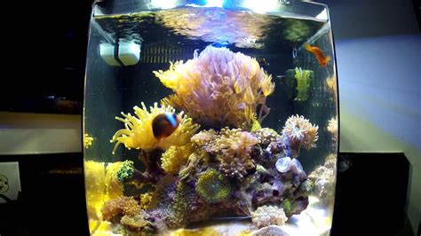 Mini Coral Reef Aquarium Coral Reef Aquarium Aquarium Reef Aquarium