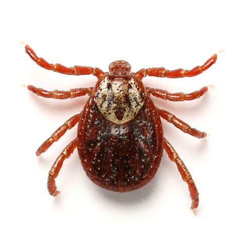 The the first pair of de:kamelspinne suggests that camel spider is a name for one species of solifugid, namely galeodes arabs. Tique Banque d'images et photos libres de droit - iStock