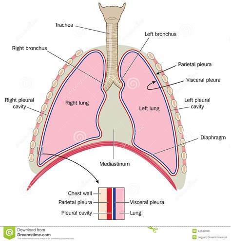 Start studying trachée, poumons, plèvre. Lungs With Detail Of Plurae Stock Vector - Illustration of ...
