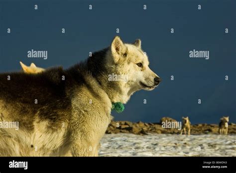 Sled Dog Greenland Dog Disko Island Greenland Stock Photo Alamy