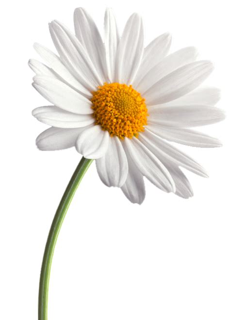 Daisy Flower Vector Transparent Png Svg Vector File