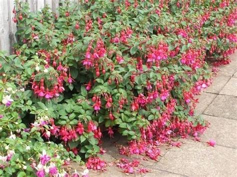 Check spelling or type a new query. Fucsia - Piante Annuali - Fucsia caratteristiche