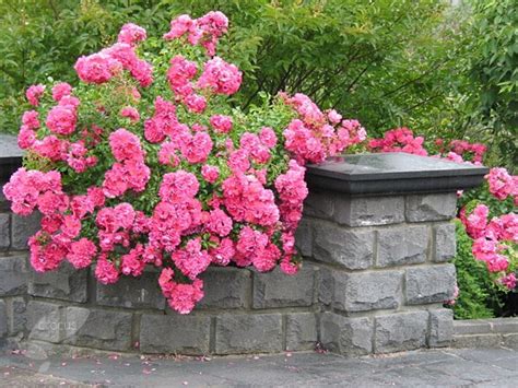 Buy Rose Pink Flower Carpet Ground Cover Rose Rosa Pink Flower