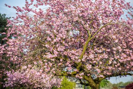 Cherry trees are trees native to the cherry blossom grove biome. Timber Spotlight: Beech and Cherry | Read Veneers