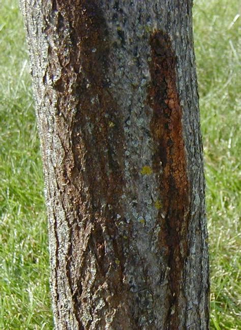 Maple Tree Diseases Common Problems With Maples The Tree Center