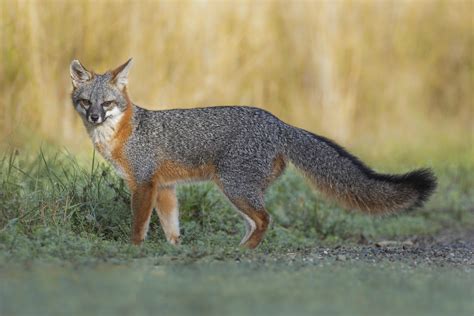 Gray Fox Urocyon Cinereoargenteus Tory Kallman Flickr