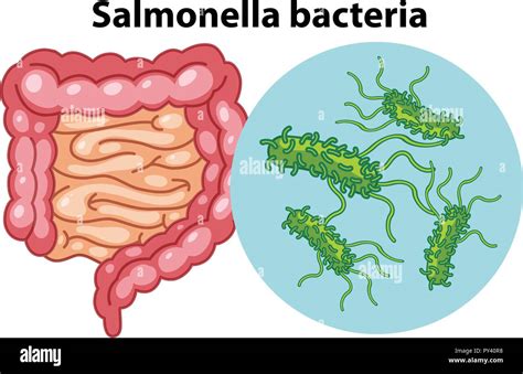 Cellules Agrandies De Bactéries Salmonella Illustration Image