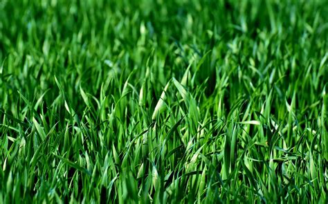 Essential Overseeding Fast Growing Grass Seed Mixture