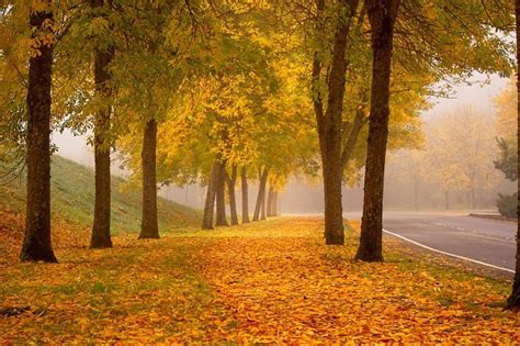 1080p Free Download Autumn Forest Colorful Fall Colors Park