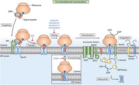 7 Protein Translocationadvanced Cell Biologytulane Karobben