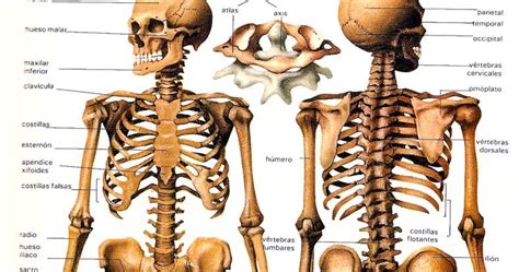 Los Huesos Qu Son Anatom A Funciones Tipos Caracter Sticas Y
