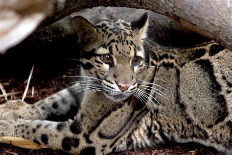 Clouded Leopard Size