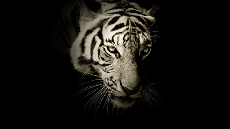 Wallpaper White Tiger Dark Hd Animals 12879