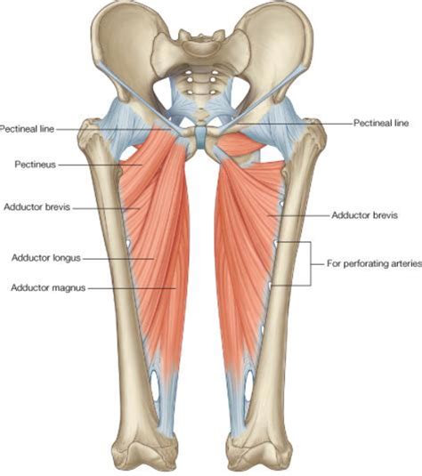 Science quiz / name the thigh muscles. MotionPlus — Motion Plus Clinic