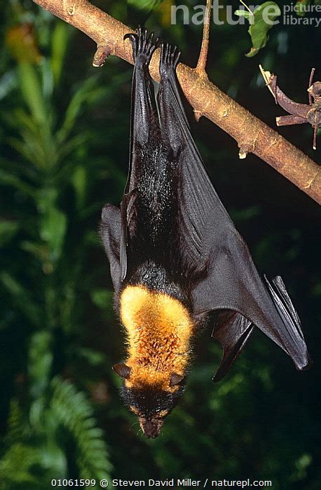 Stock Photo Of Spectacled Flying Fox Pteropus Conspicillatus Roosting