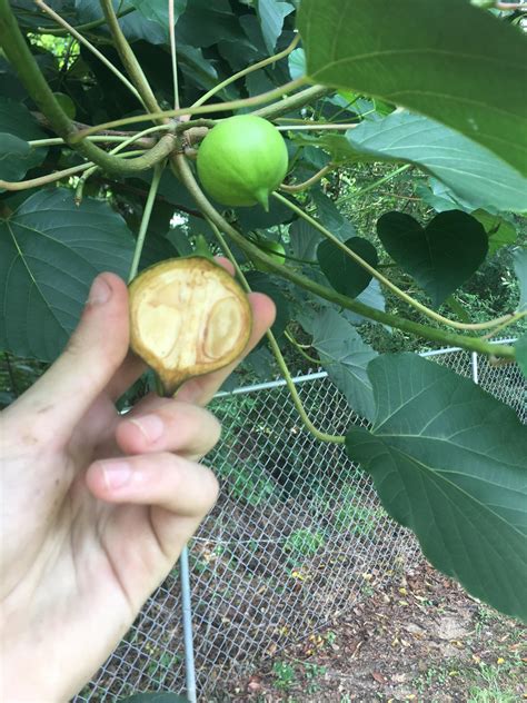 Seed Of A Giant Tree Asking List